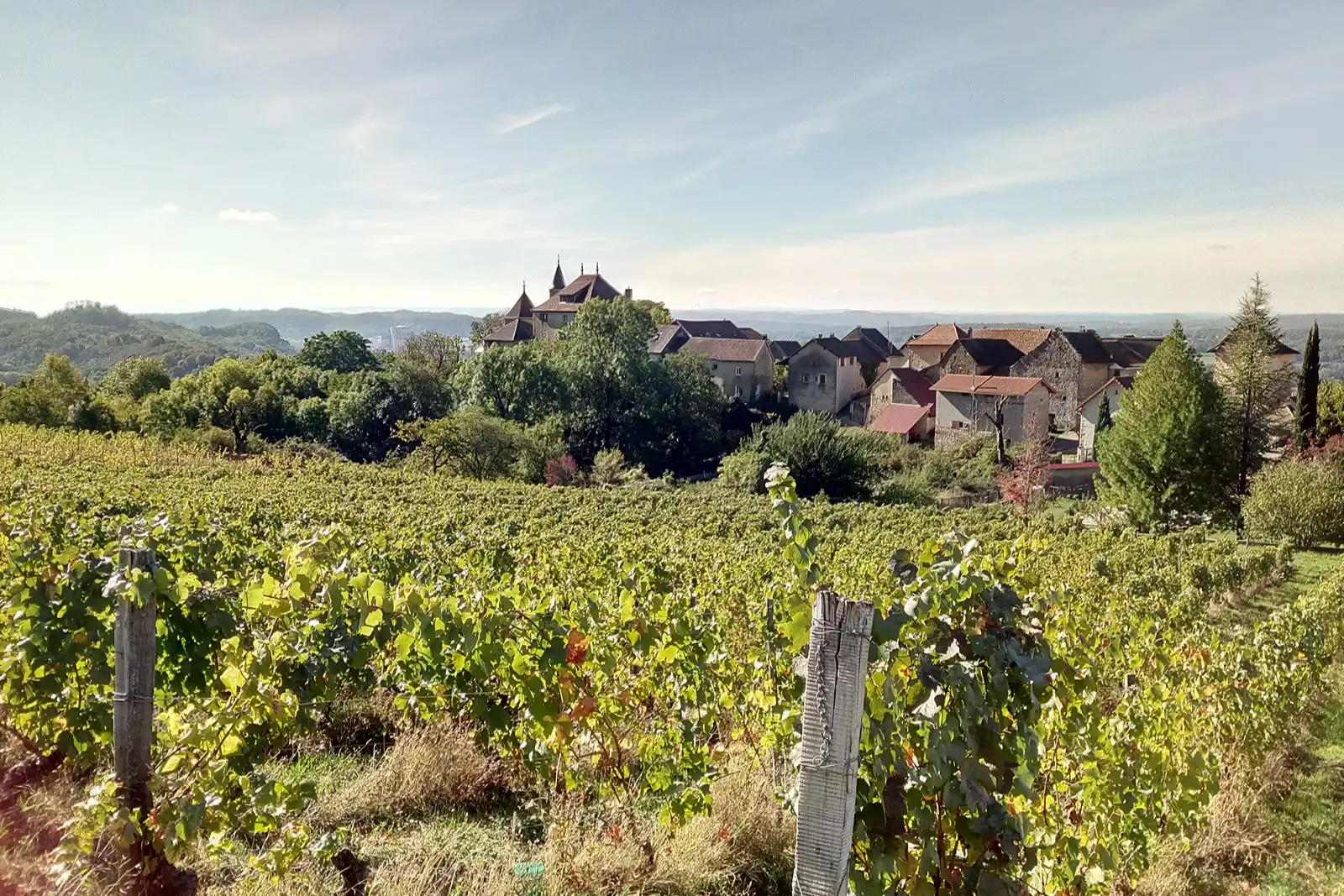 Cave Peillot - Vignes du domaine au-dessus des toits et du château de Montagnieu