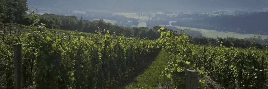 Caveau Quinard - Rangs de vigne sur le coteau, la vallée en contrebas