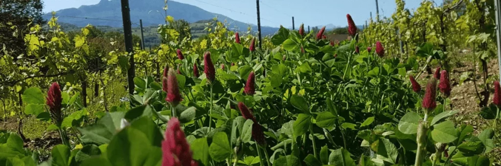 Caveau Quinard - Trèfle incarnat en fleur entre les rangs de vigne au printemps