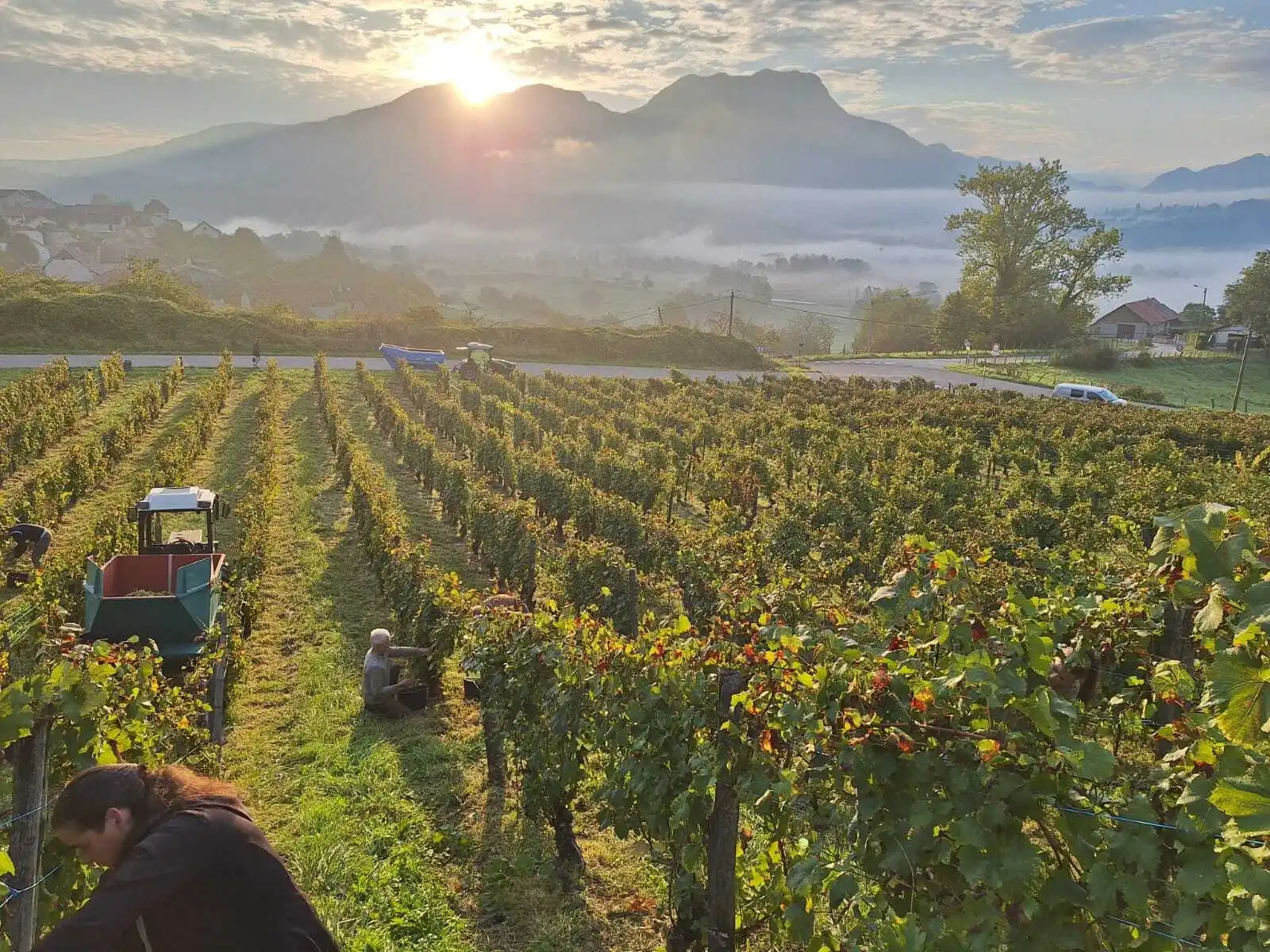 Caveau Quinard - Vendanges à la main au lever du soleil, brume dans la vallée