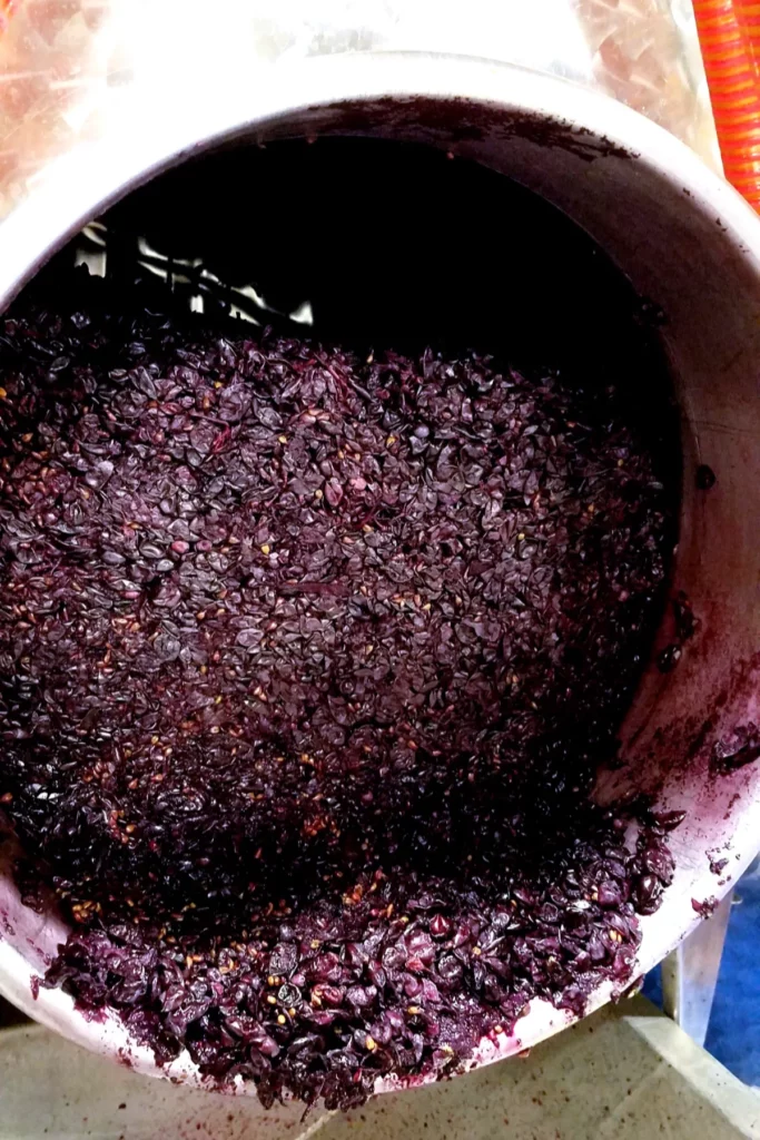 Chai Julip - Raisins noirs au chai pendant les vendanges 2021