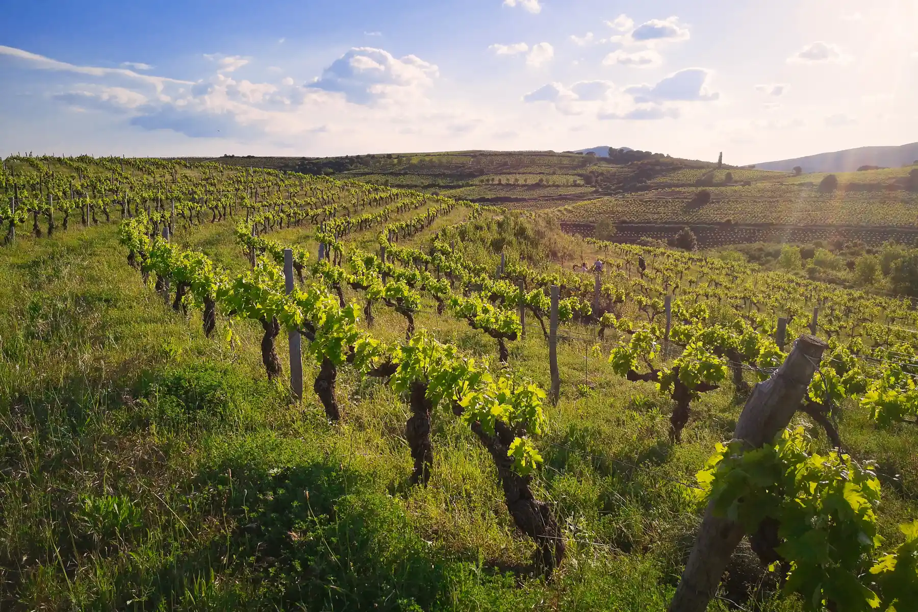 Chai Julip - Rangs de vieilles vignes au printemps sur les coteaux de schiste