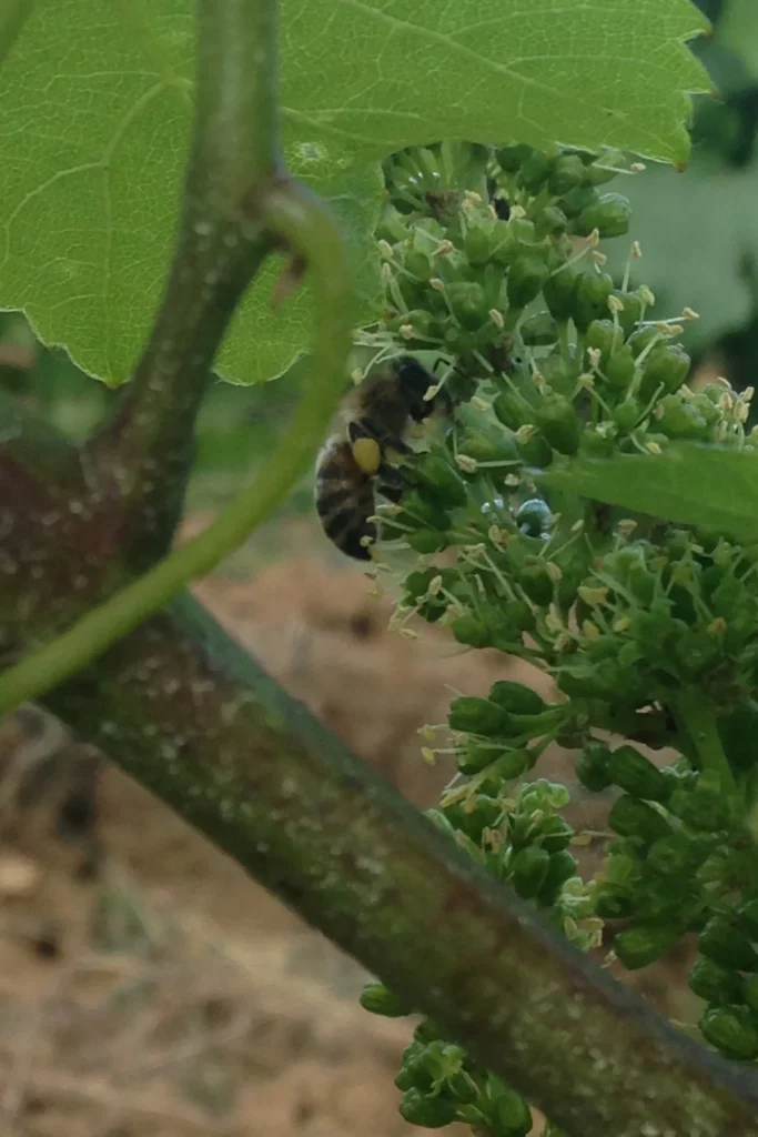 Champ Divin - Abeille butinant une grappe de vigne en fleur