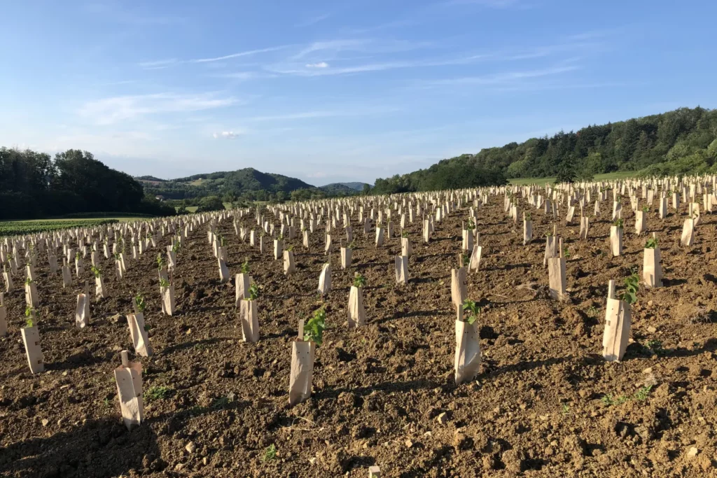 Champ Divin - Jeune plantation de vigne sous manchons, face aux collines boisées
