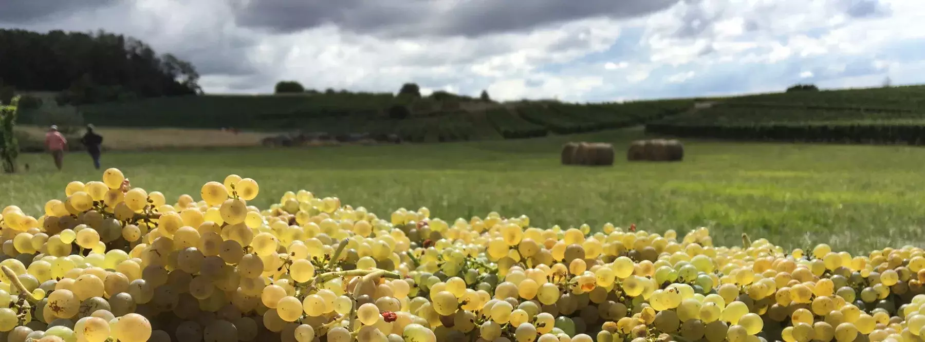 Champ Divin - Raisins blancs vendangés devant une prairie et les rangs de vigne