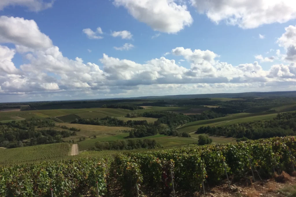 Champagne Cordeuil Père et Fille - Coteau de vigne dominant une vallée boisée de l’Aube