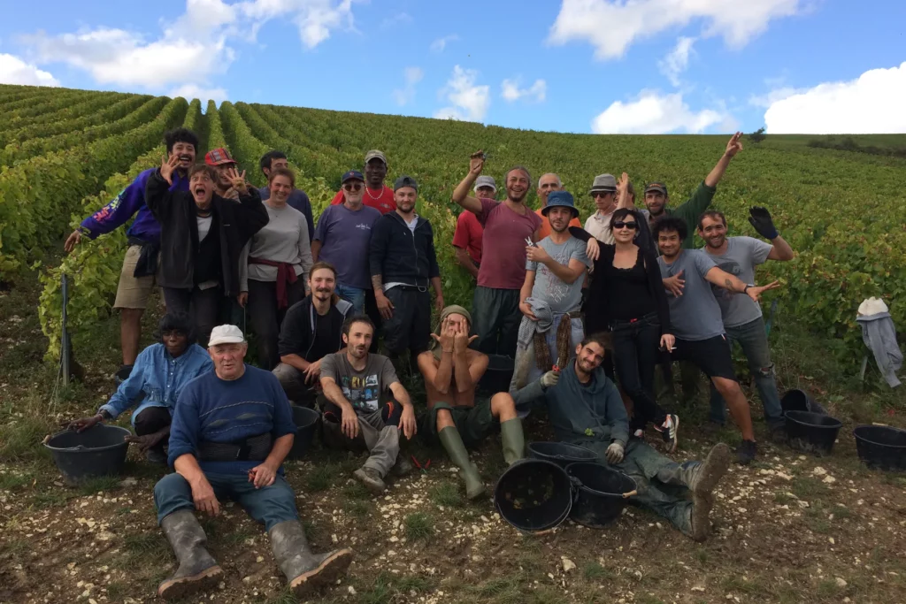 Champagne Cordeuil Père et Fille - L’équipe de vendangeurs réunie au milieu des rangs