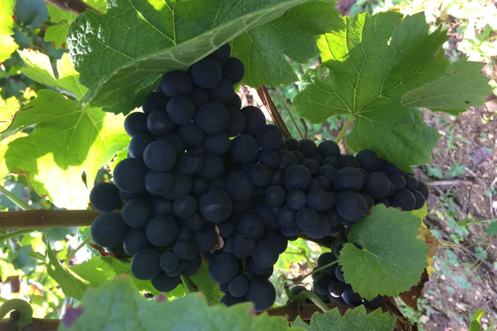 Champagne Cordeuil Père et Fille - Grappe de raisin noir mûre sous les feuilles