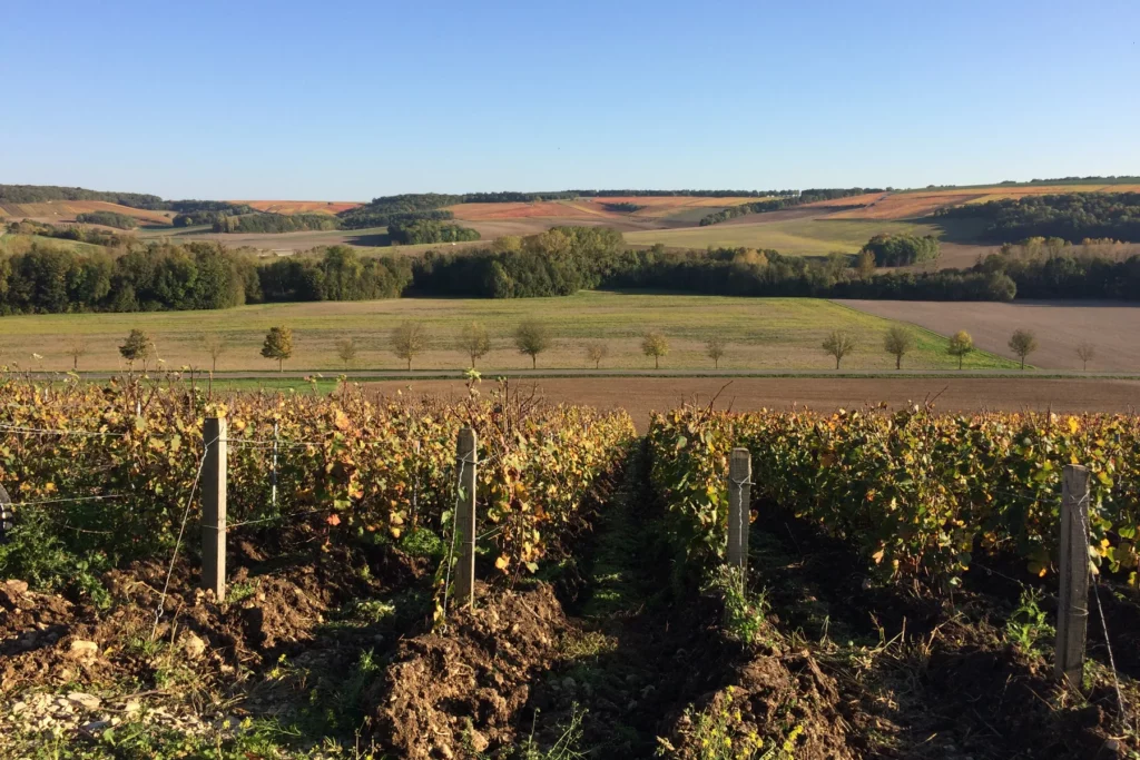 Champagne Cordeuil Père et Fille - Rang de vigne labouré au soleil d’automne