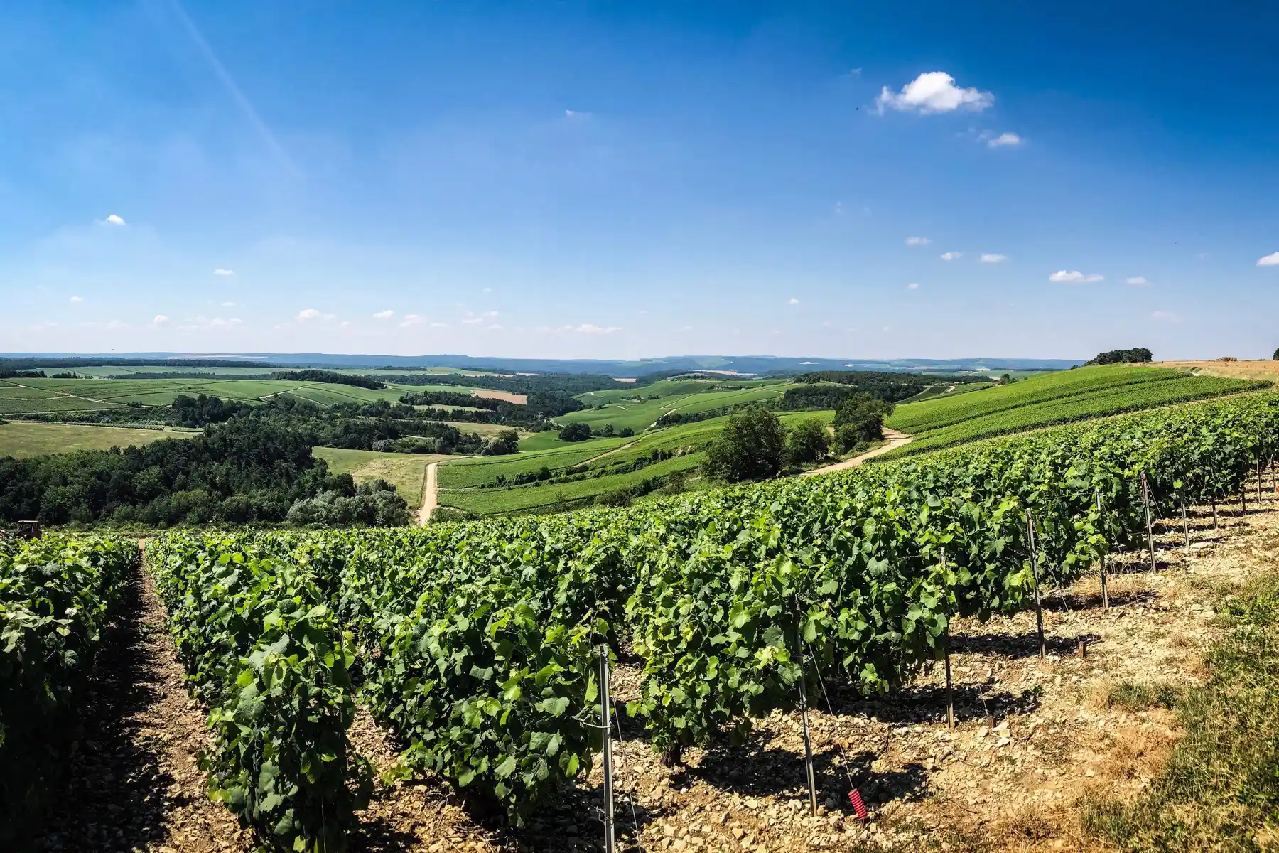 Champagne Cordeuil Père et Fille - Rangs de vigne en été face aux collines de la Côte des Bar