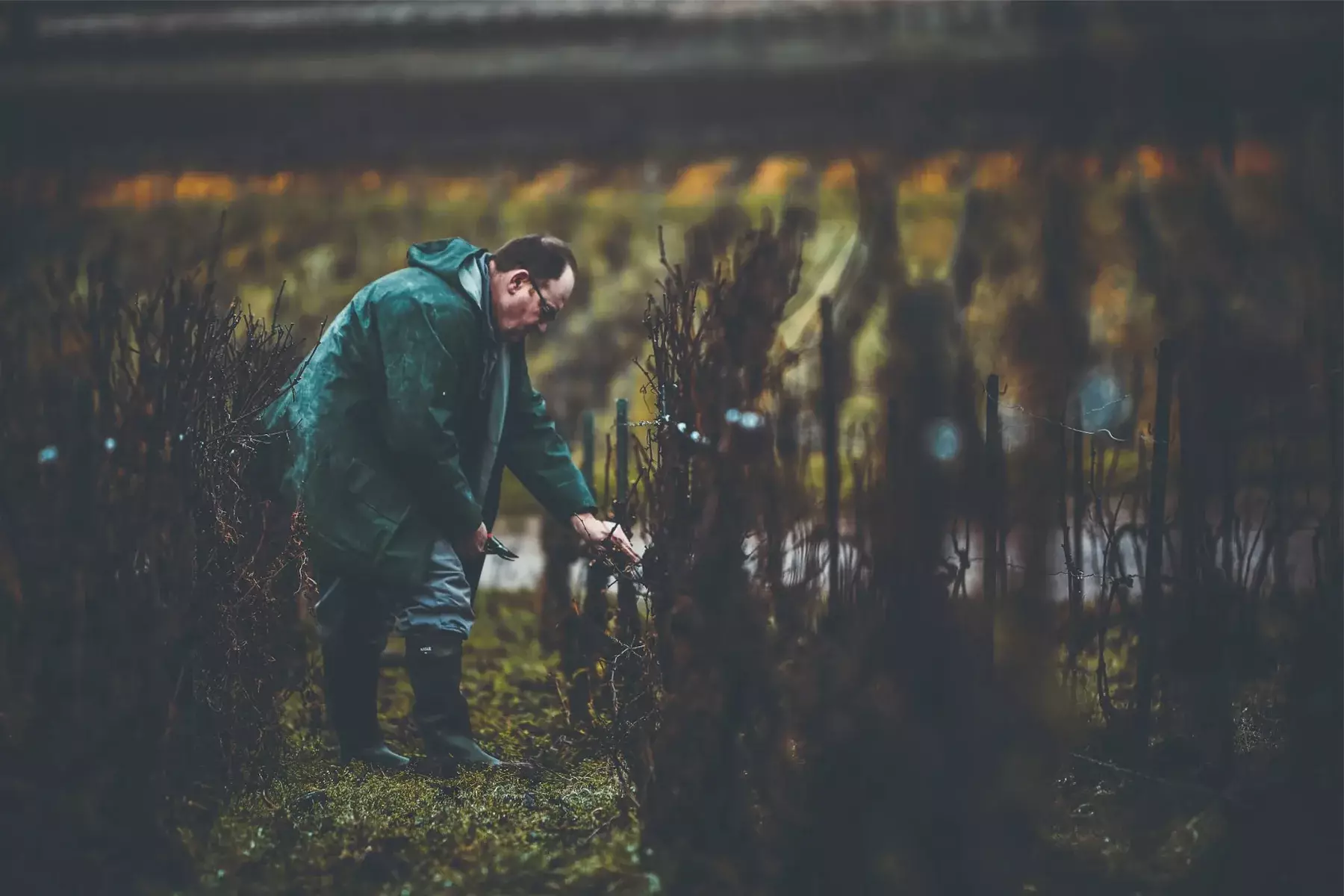 Champagne Daniel Moreau - Vigneron entre les rangs de vigne aux couleurs d’automne