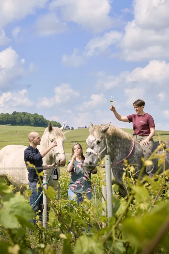 Champagne De Sousa - Dégustation dans les vignes avec les deux chevaux de trait du domaine