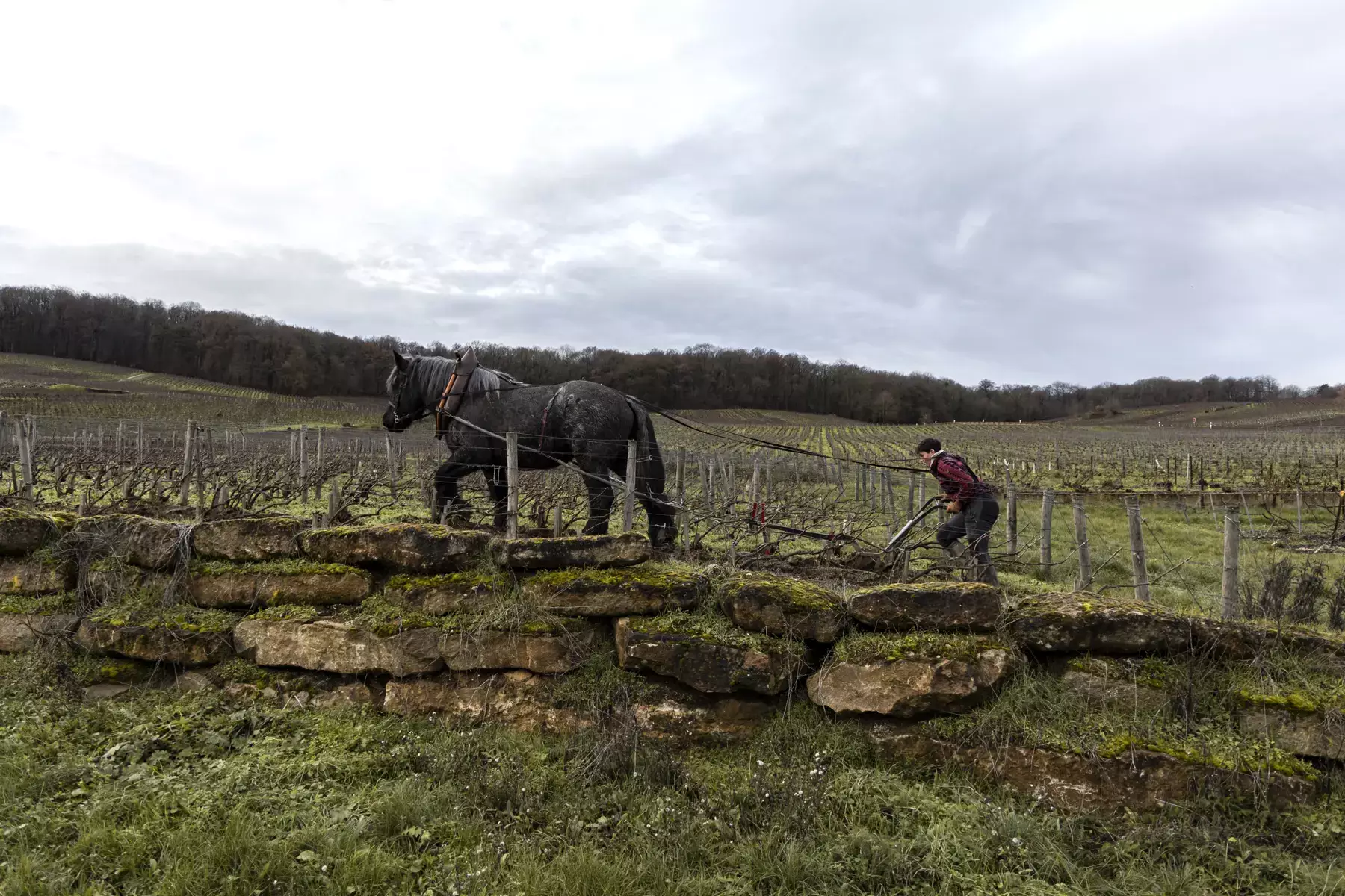 Champagne De Sousa - Labour au cheval de trait dans une vigne en hiver