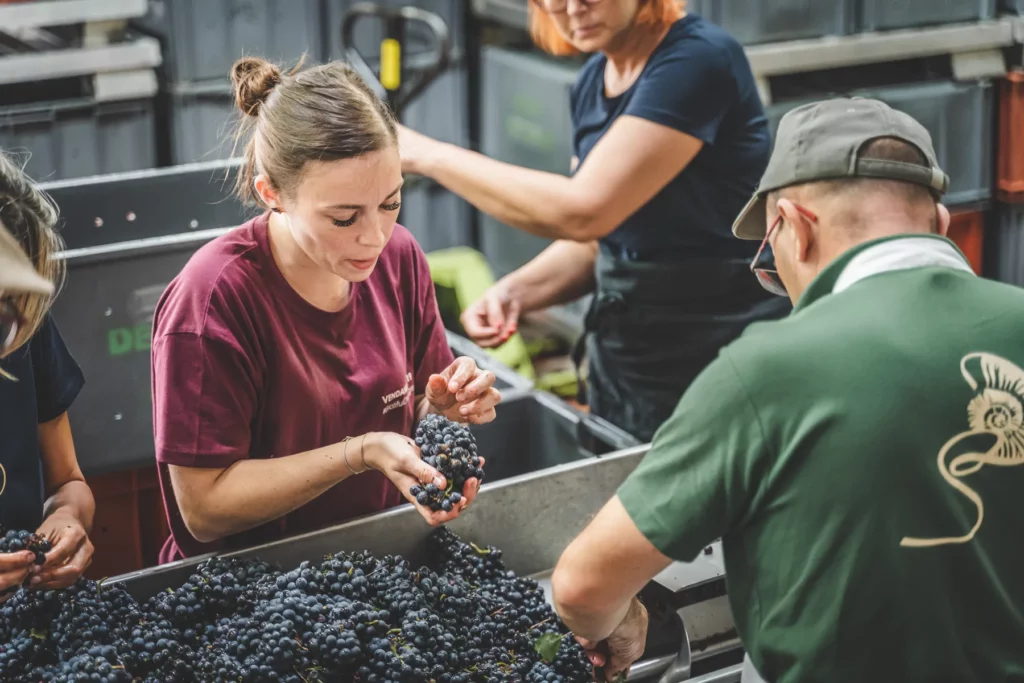 Champagne De Sousa - Tri des raisins noirs à l’arrivée des vendanges