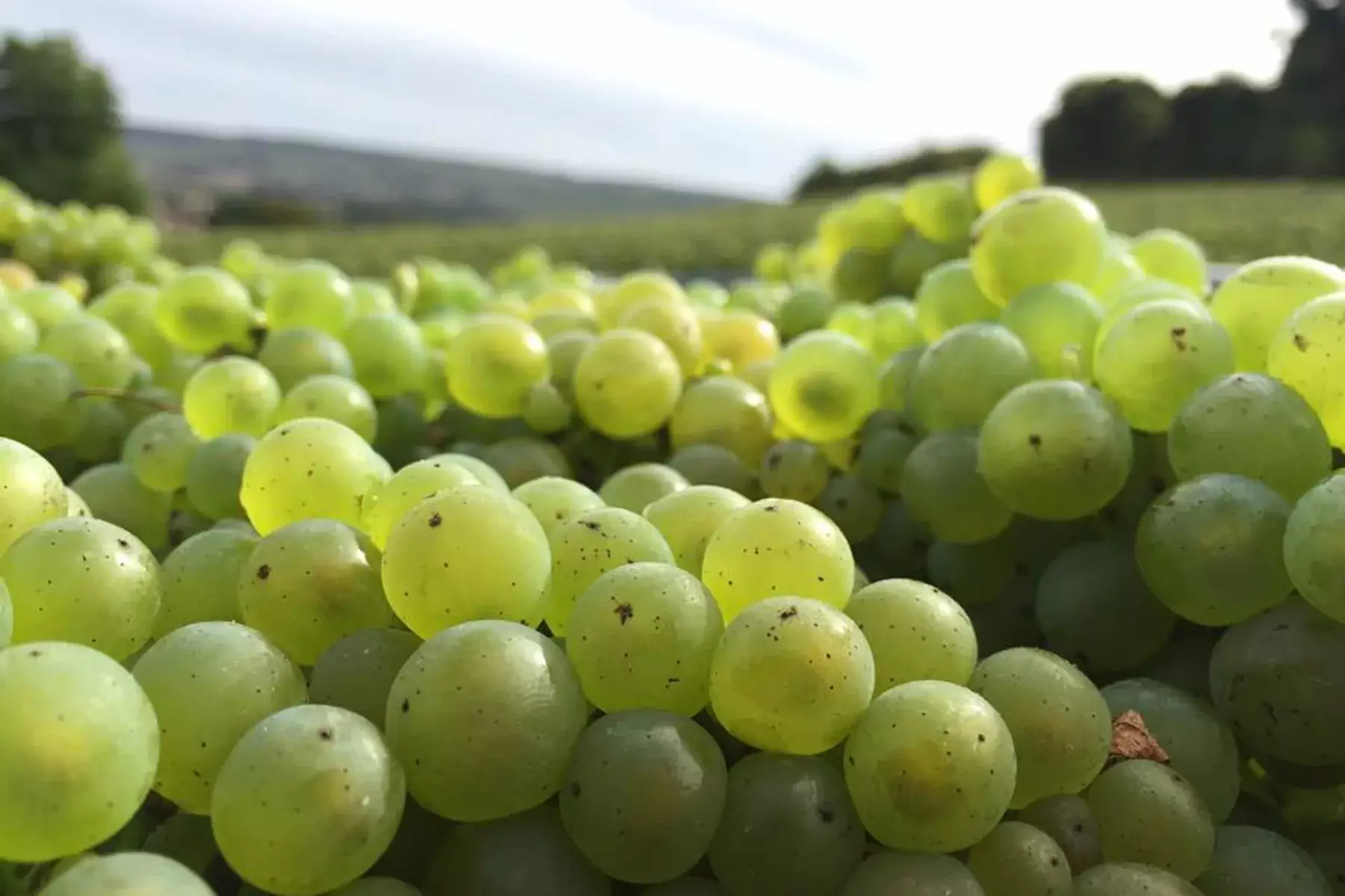 Champagne Durdon-Bouval - Grappes de chardonnay tout juste vendangées, le coteau en arrière-plan