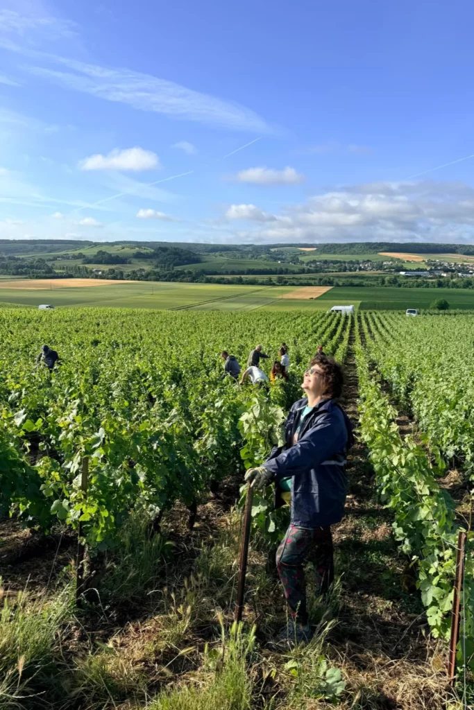 Champagne Durdon-Bouval - Sandie Durdon au travail dans les rangs de vigne