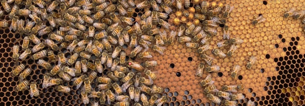Champagne Adeline Martin - Abeilles sur un cadre de cire tiré d’une ruche du domaine