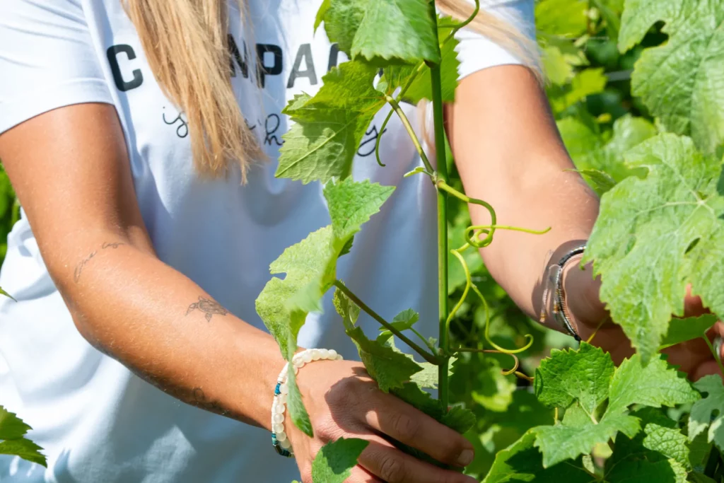 Champagne Adeline Martin - Palissage à la main des rameaux de vigne