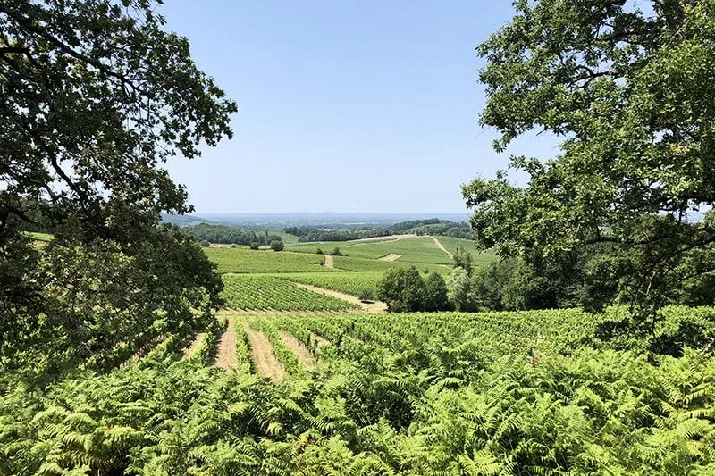 Château Barouillet - Le vignoble vu depuis la lisière des bois et des fougères