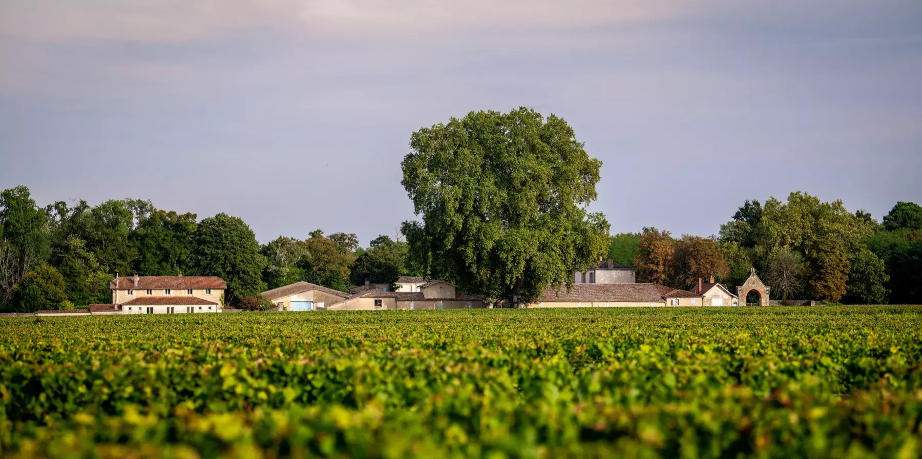 Château Bastor-Lamontagne - Le vignoble d’un seul tenant devant les bâtiments du château