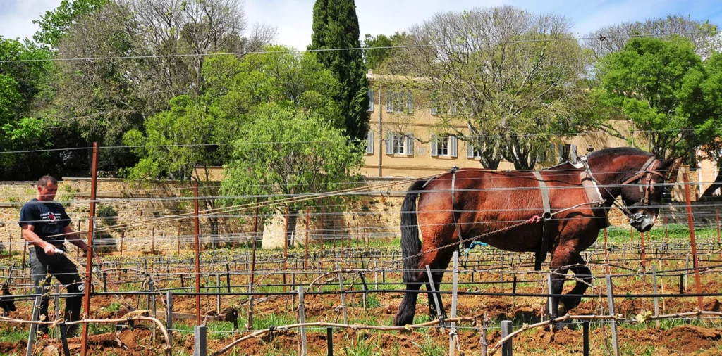 Château Bonisson - Labour au cheval dans une jeune vigne, la bastide en arrière-plan