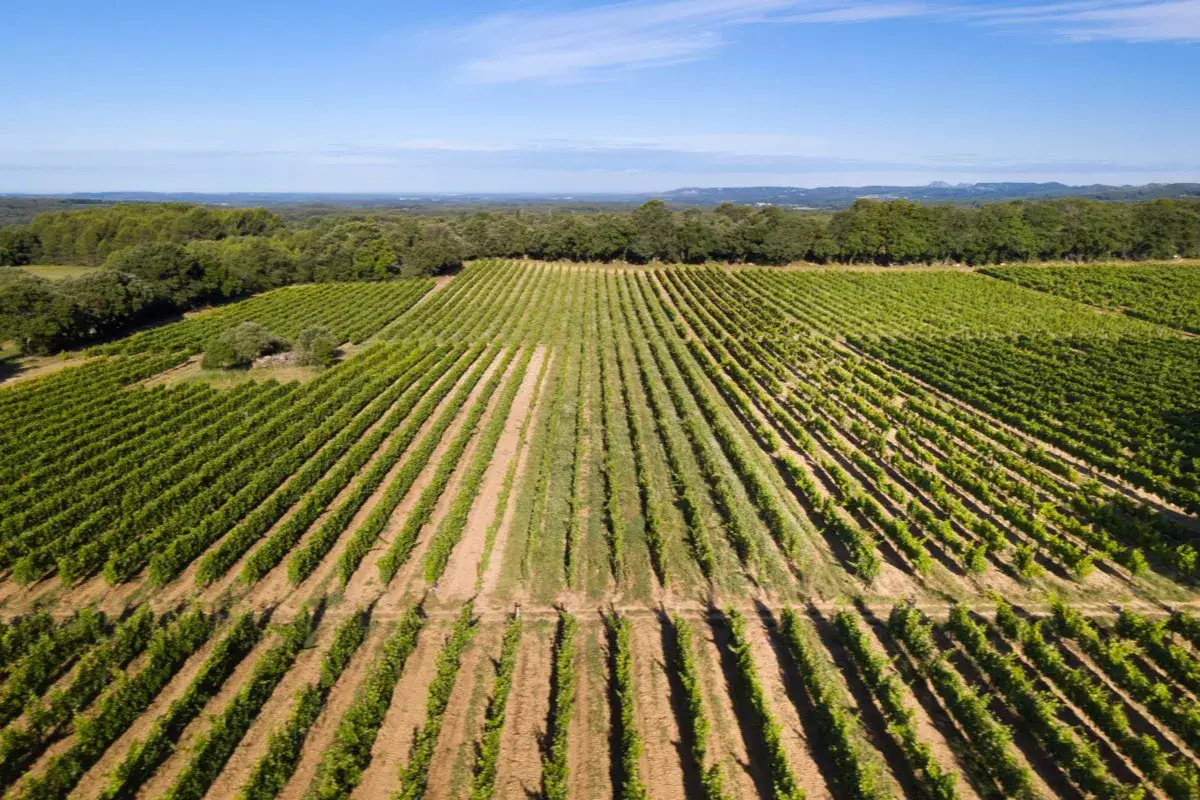 Château Bonisson - Le vignoble cerné de bois, vu du ciel, à Rognes