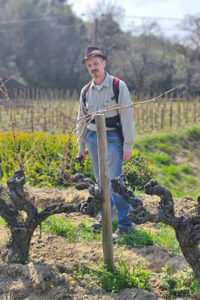 Château Cohola - Jérôme Busato à la taille parmi des souches en gobelet