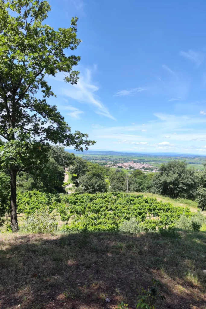 Château Cohola - Le village de Sablet vu depuis les vignes du domaine
