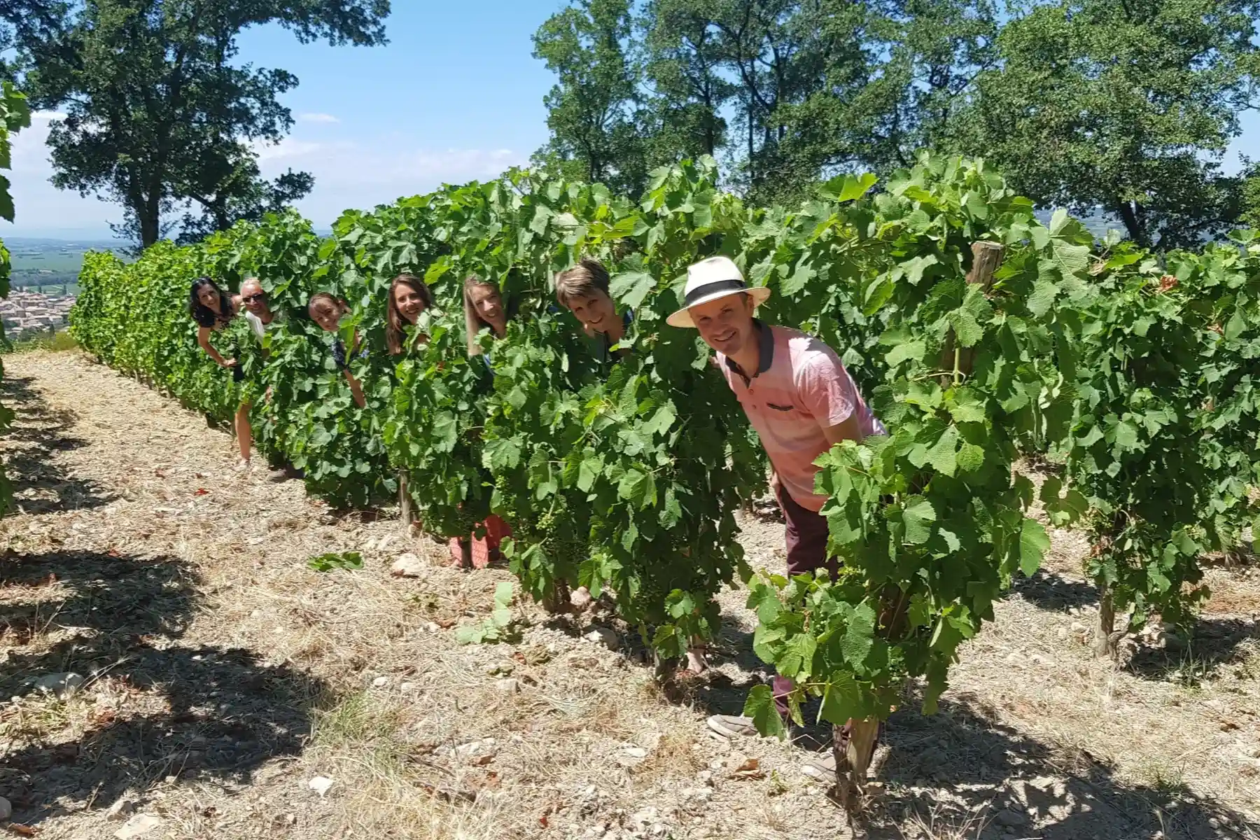 Château Cohola - Visiteurs cachés entre les rangs de vigne en été