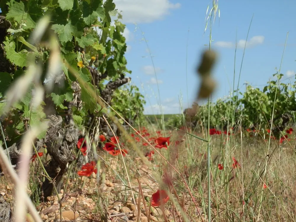 Château d'Or et de Gueules - Coquelicots entre les vieux ceps, sur les galets