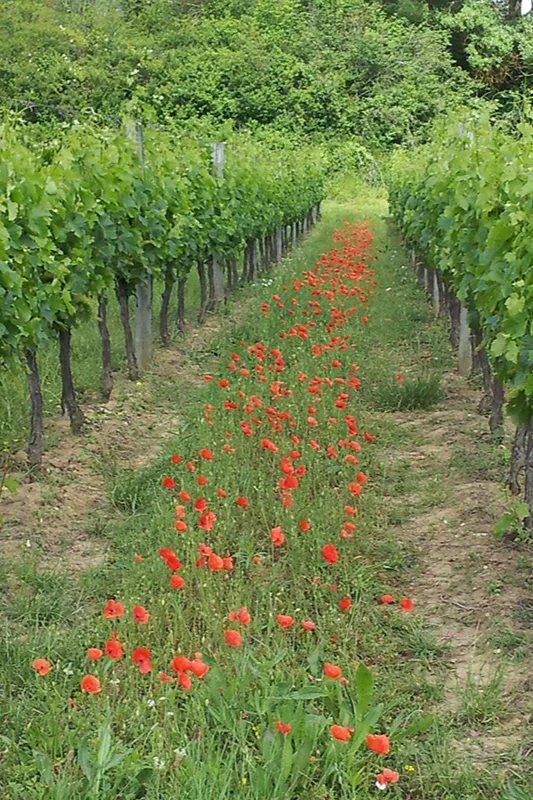 Château de Chainchon - Coquelicots dans l’herbe entre deux rangs de vigne