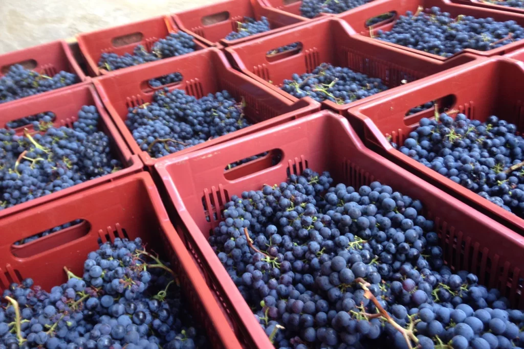 Château de Chelivette - Caisses de vendange remplies de raisins noirs