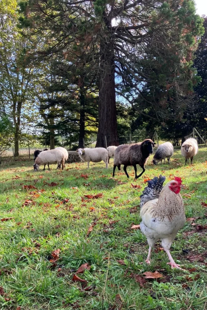 Château de Chelivette - Moutons et coq dans la prairie du domaine