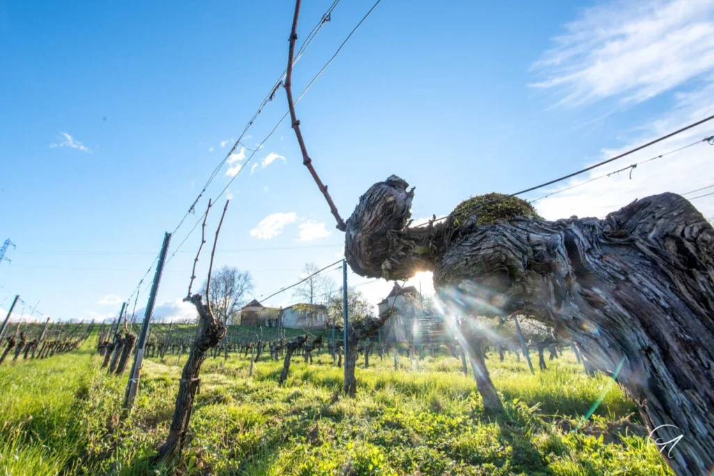 Château de Chelivette - Vieux cep dans une vigne enherbée