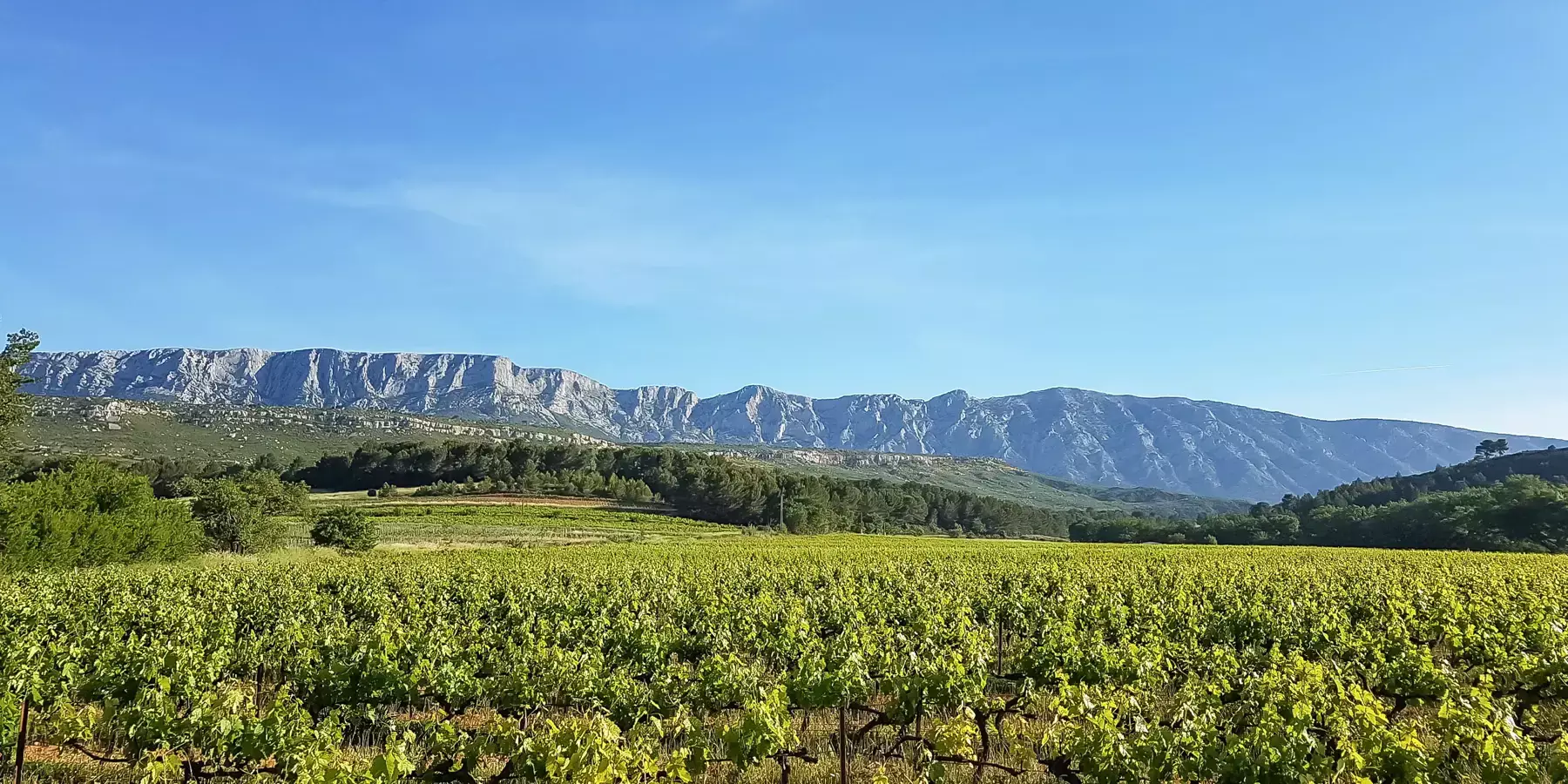 Château de la Bégude - Le vignoble en feuilles face à la montagne Sainte-Victoire