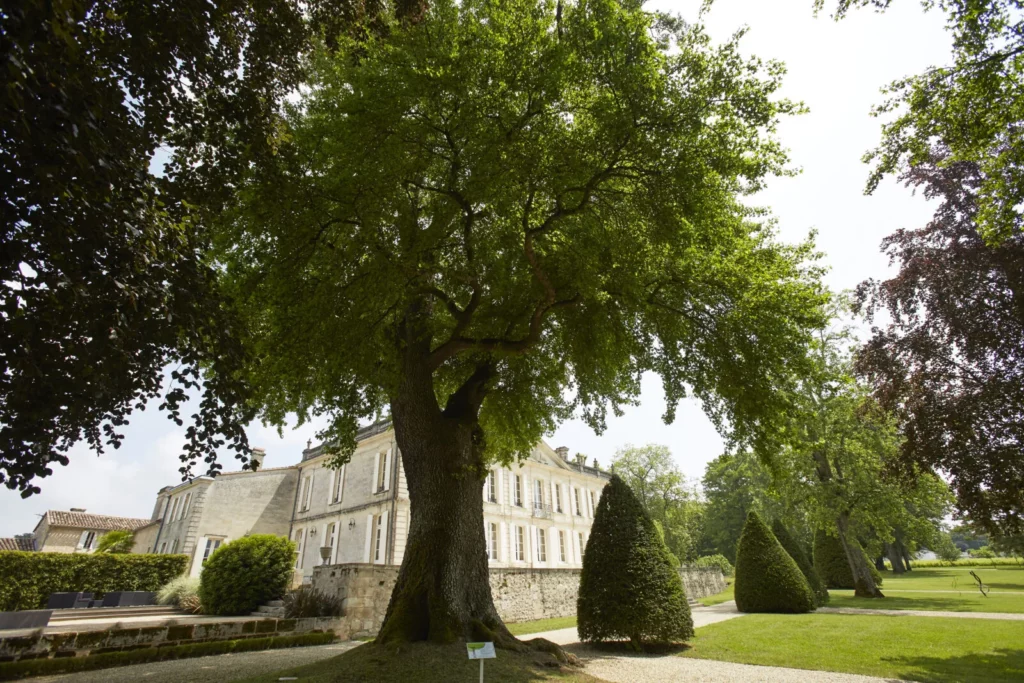 Château de La Dauphine - Le liquidambar oriental du parc, devant la façade du château