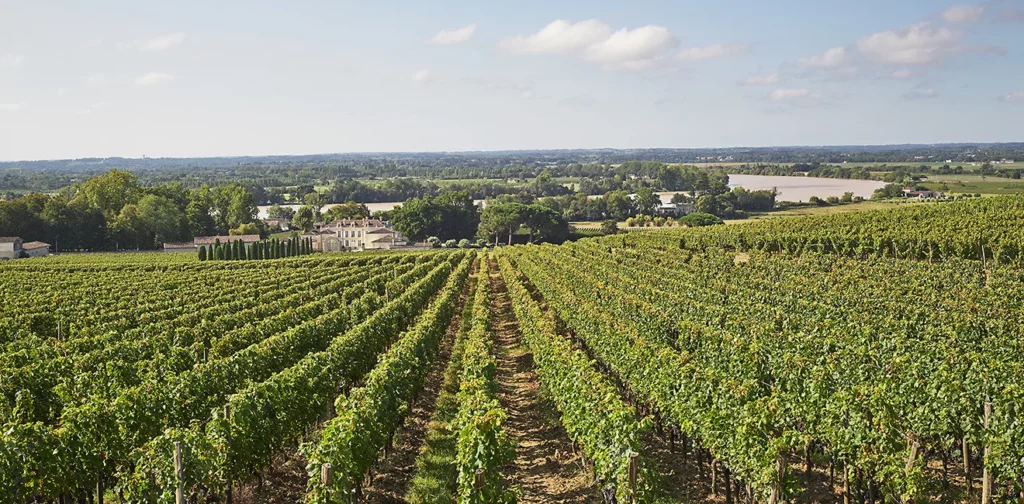 Château de La Dauphine - Rangs de vignes enherbés sur les coteaux du Fronsadais