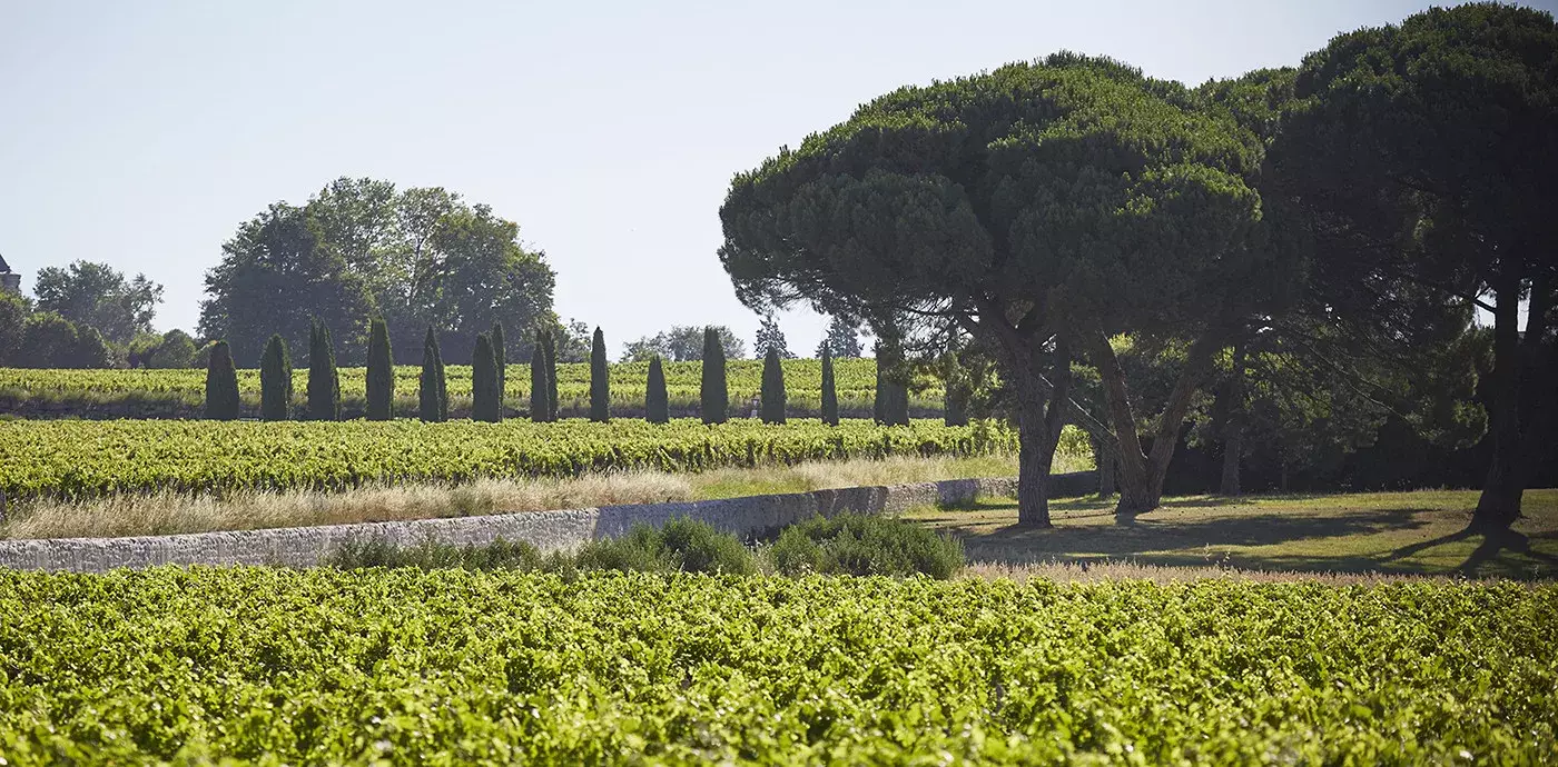 Château de La Dauphine - Vignes et pins parasols du paysage surnommé la petite Toscane