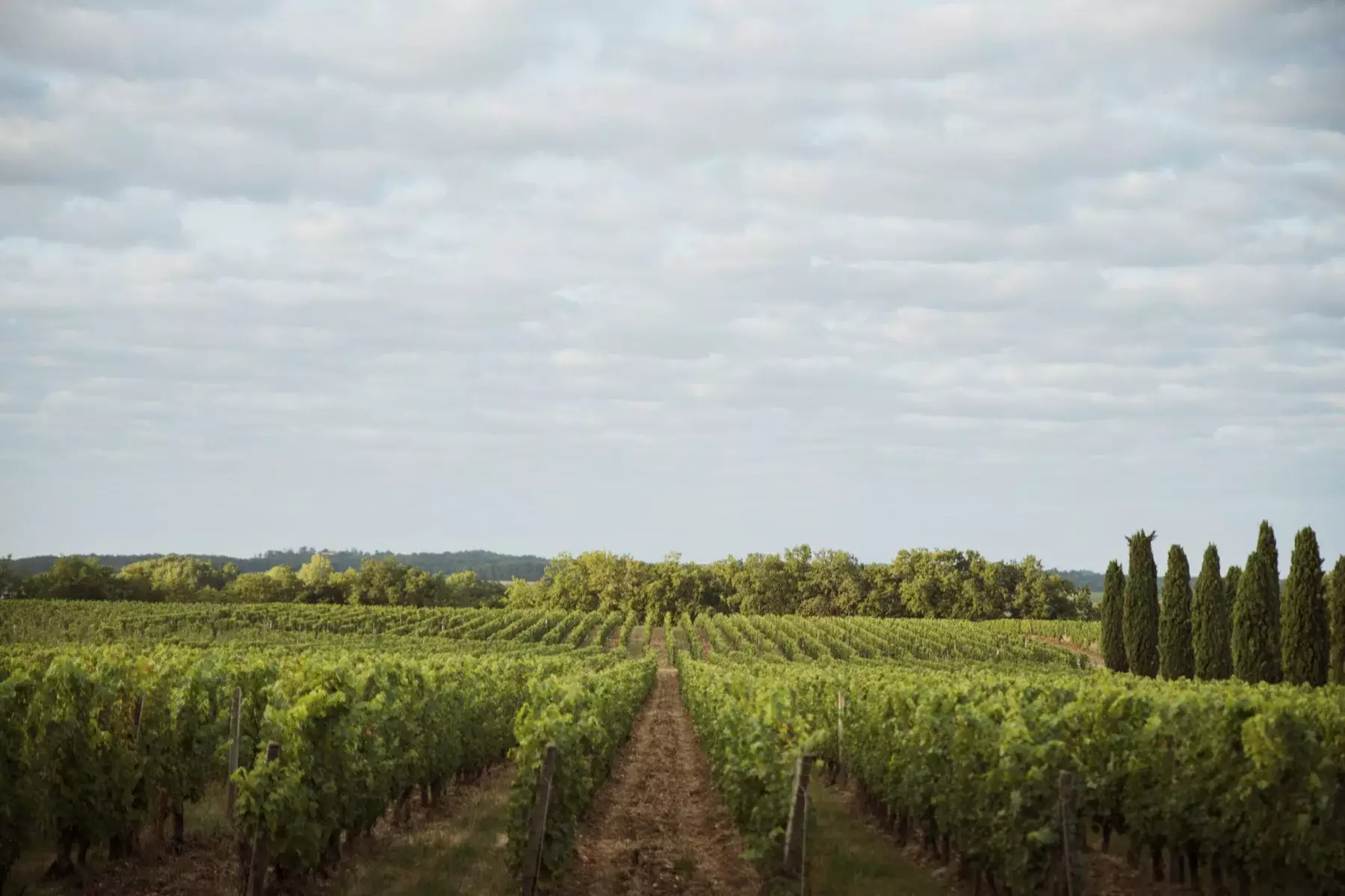 Château de la Jaubertie - Rangs de vignes bordés de cyprès sous un ciel nuageux à Colombier