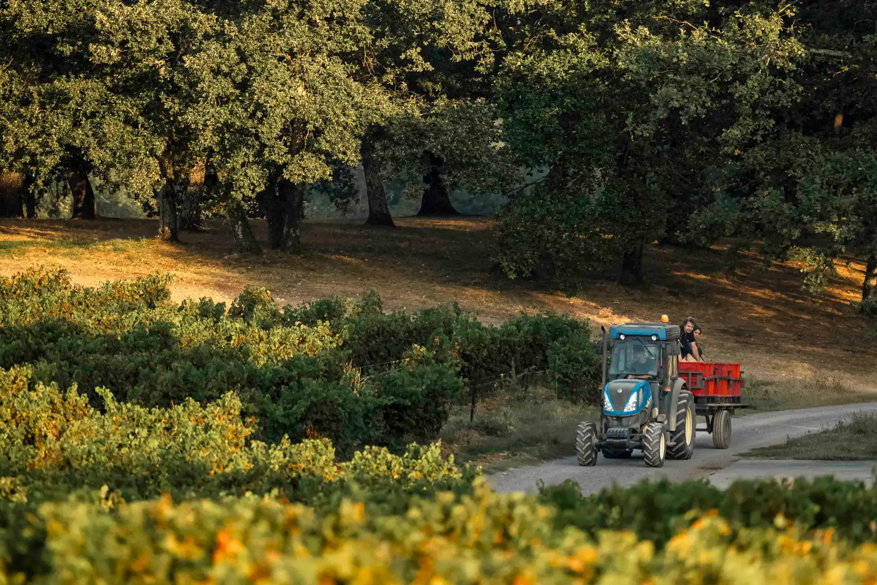 Château de la Selve - Tracteur de vendange entre les vignes et les chênes au soleil couchant