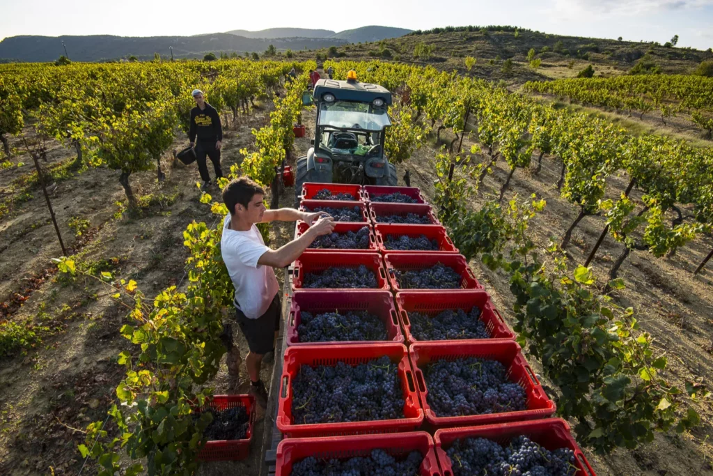 Château de la Selve - Vendange en caisses dans les rangs de vigne