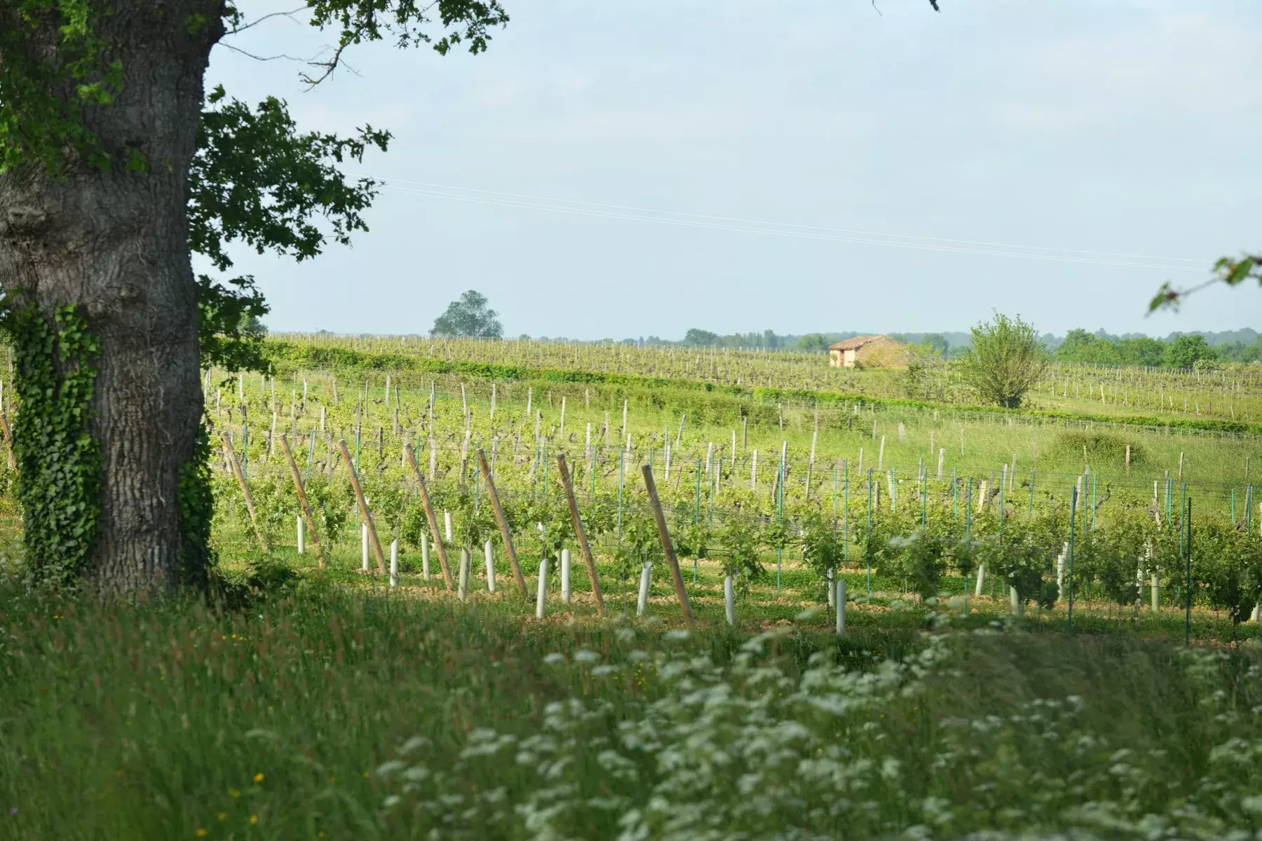 Château de la Viaudière - Un grand chêne en bordure d’une jeune vigne, sur les coteaux du Layon