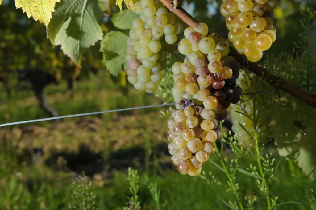 Château de la Viaudière - Grappes de chenin dorées, quelques baies touchées par le botrytis