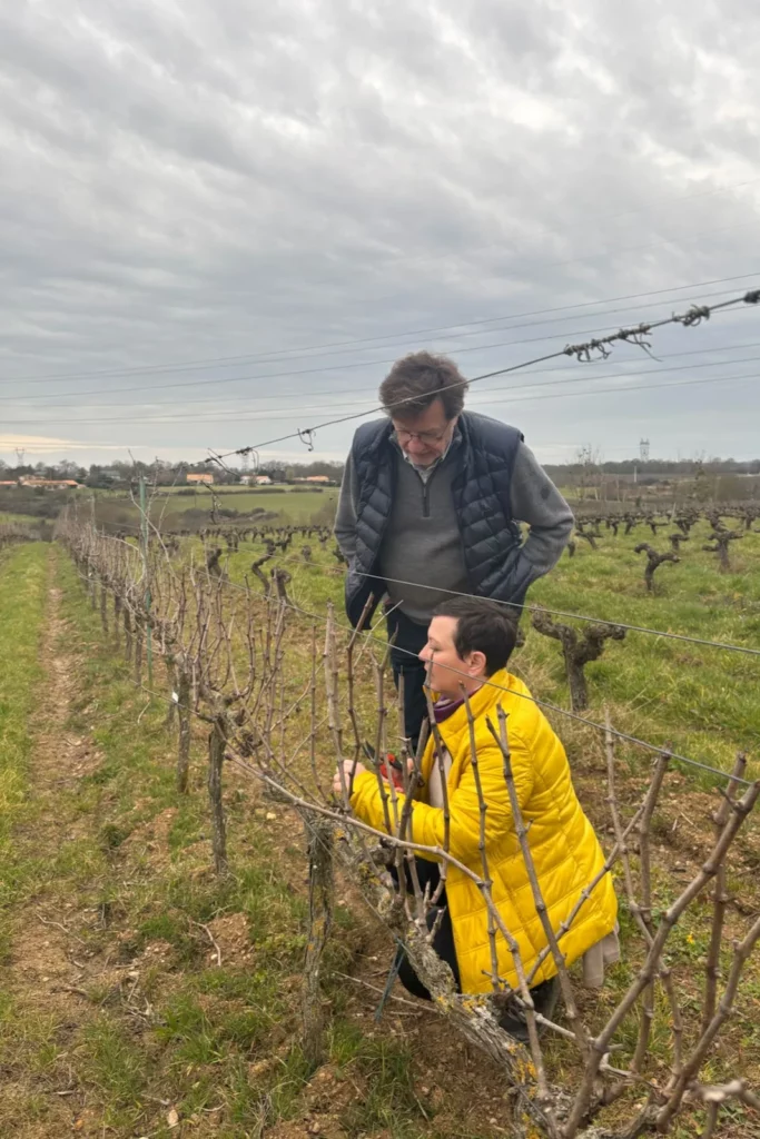 Château de la Viaudière - Taille de la vigne à la main, en hiver, dans un rang de vieux ceps