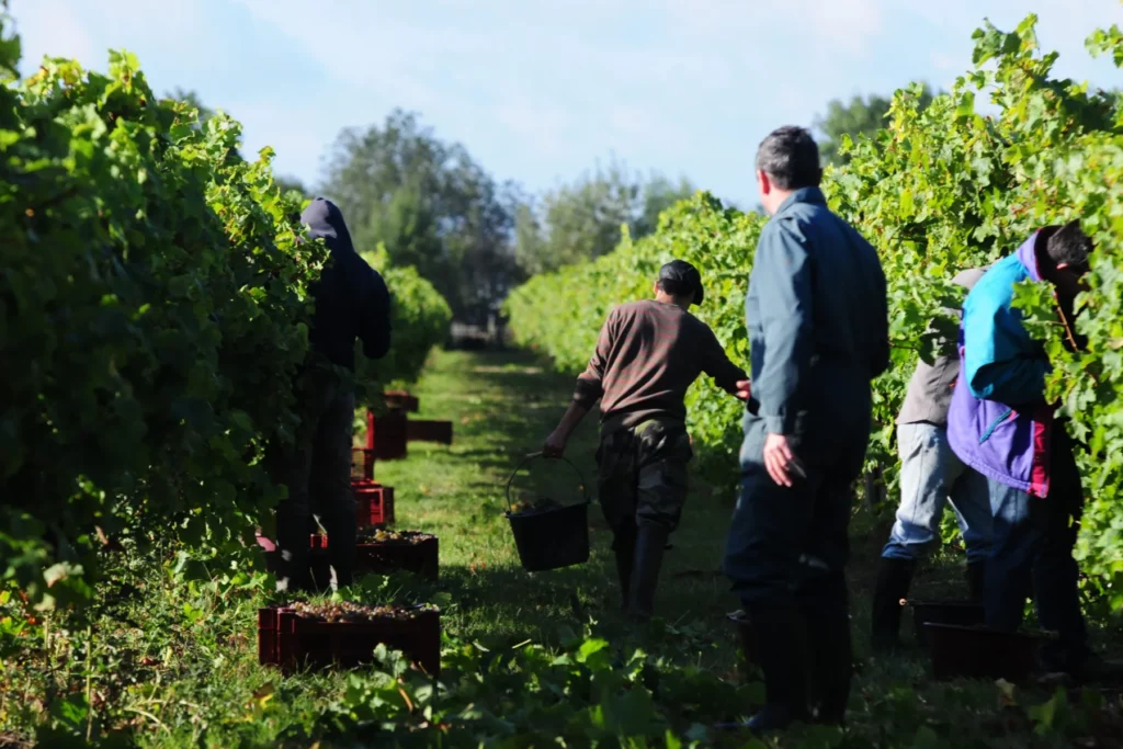 Château de la Viaudière - Vendangeurs dans les rangs, seaux et caisses rouges au pied des ceps