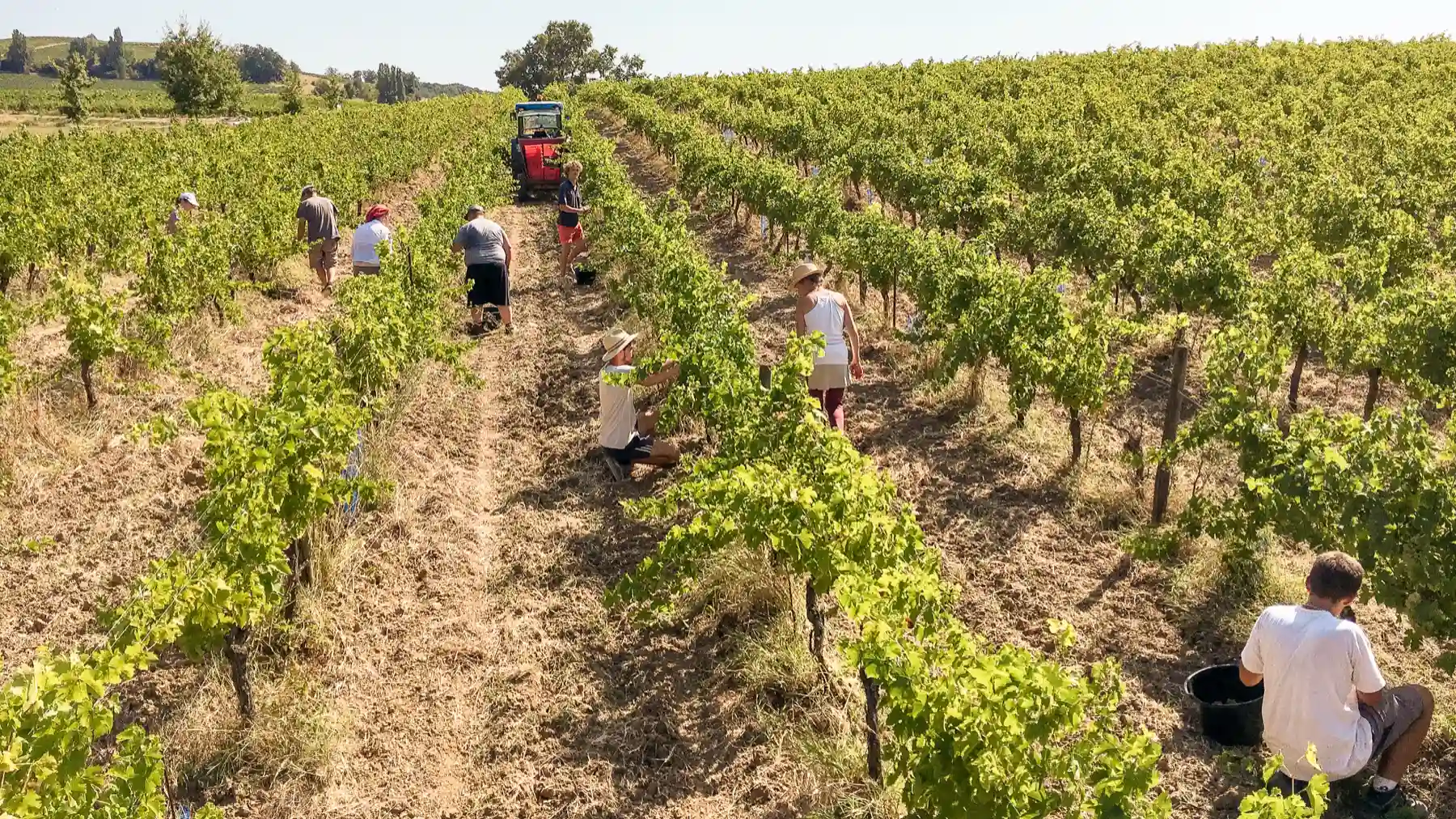 Château de Mayragues - Vendanges manuelles dans les rangs du vignoble en biodynamie