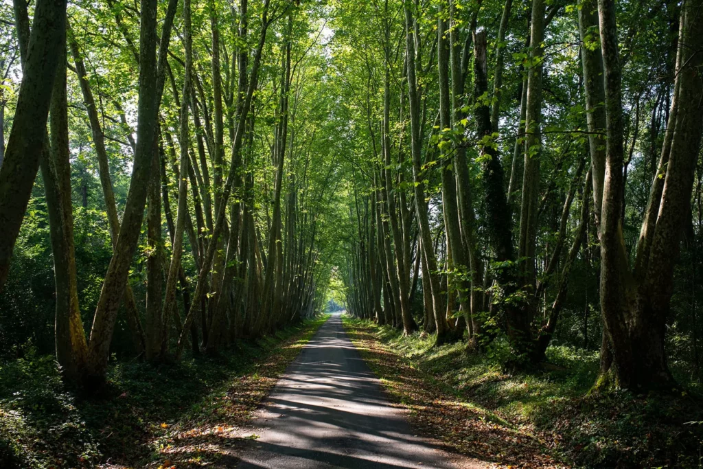 Château de Quinçay - Allée ombragée sous les grands arbres du parc