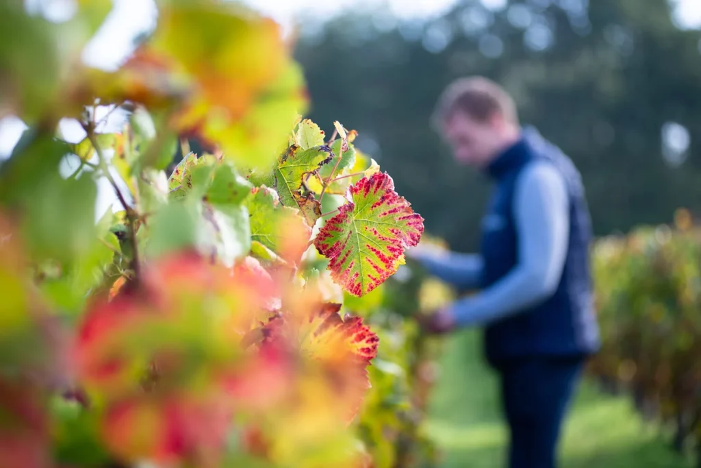 Château de Quinçay - Un vigneron dans le rang, derrière des feuilles de vigne rougies par l’automne
