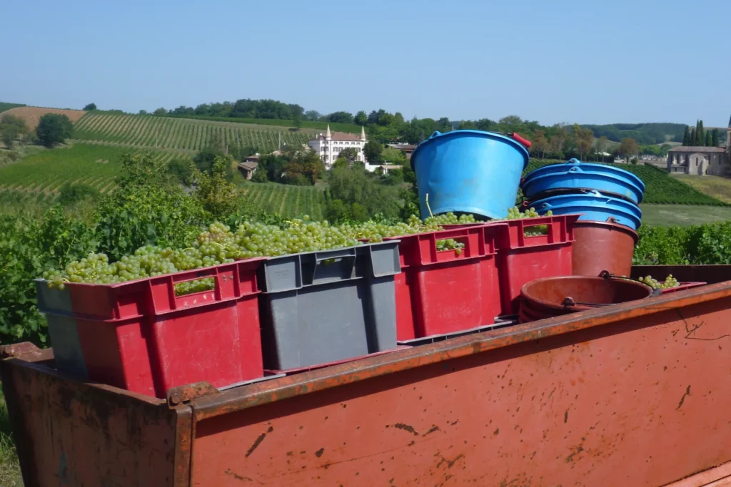 Château de Rhodes - Caisses de raisins blancs vendangés au bord des vignes