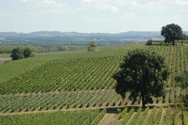Château de Rhodes - Vignes en coteau autour d’un chêne isolé à Gaillac, la plaine au loin